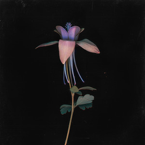 强壮的黑人cao进去了～
